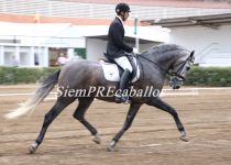 w ROQUE IV, DE DEHESA DE CABEZA RUBIA, BRONCE EN SEMENTALES DE 4 A MONTA MANUEL DOMINGUEZ.